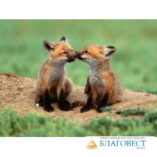 ПОДВИГ БРАТА 